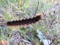 Black hairy caterpillar , Lithuania