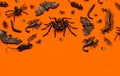 Black Halloween creepy crawly bugs and spiders on orange background with blank space Royalty Free Stock Photo