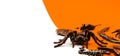 Black Halloween creepy crawly bugs and spiders on orange background with blank white space for text Royalty Free Stock Photo