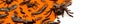 Black Halloween creepy crawly bugs and spiders on orange background with blank white space for text