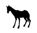 Starving skinny horse. Vector drawing Royalty Free Stock Photo