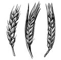 Black hand drawn wheat ears sketch Royalty Free Stock Photo