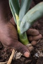 A black hand pulls a leek from the soil
