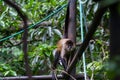 Black handed spider monkey - Ateles geoffroyi Royalty Free Stock Photo