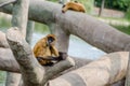 Black Handed Spider Monkey Royalty Free Stock Photo