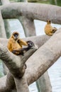 Black Handed Spider Monkey Royalty Free Stock Photo