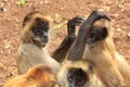 Black-handed spider monkeys grooming each other