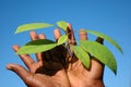 Black hands holding plant Royalty Free Stock Photo