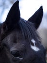 Hannoverian mare ears and eyes view Royalty Free Stock Photo
