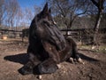 Black Hannoverian mare resting in her paddock on a sunny day. Royalty Free Stock Photo