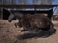 Black Hannoverian mare resting  on a sunny day,paddock in the background. Royalty Free Stock Photo