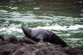 Black harbor seal at Yaquina head Royalty Free Stock Photo