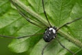 Black Harvestman spider, Hadrobunus rotundum Royalty Free Stock Photo