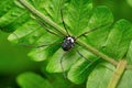 Black Harvestman spider, Hadrobunus rotundum at Satara Royalty Free Stock Photo