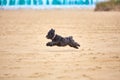 Black havanese dog playing on the beach