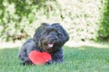 Black havanese dog with red heart for Valentines day