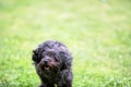 Black havanese dog running over the green grass Royalty Free Stock Photo