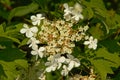 Black haw flower cluster - Viburnum prunifolium Royalty Free Stock Photo