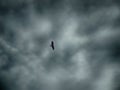 Black hawk flying under rain storm