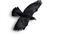 Black hawk soaring in flight white isolated background Royalty Free Stock Photo