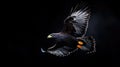 Black hawk soaring gracefully against a dark background Royalty Free Stock Photo