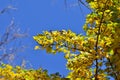 Black Hawthorn branches in autumn