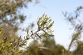 Black hawthorn, Rhamnus lycioides