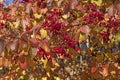 Black Hawthorn Tree and Berries in Fall