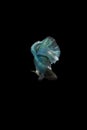 Black head blue body Siamese Fighting Fish