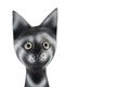 Black head cat stock images Royalty Free Stock Photo