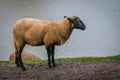 Black Head Domestic Sheep