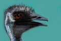 Black head emu Royalty Free Stock Photo