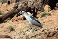 Black Head Heron Royalty Free Stock Photo