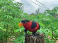 black head parrot perched on a log in the garden