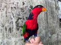 black head parrot perched on someone's hand and playing with fingernails, old wall background.