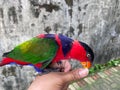 black head parrot perched on someone's hand and playing with fingernails, old wall background.