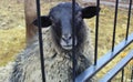 The black head of a ram located behind bars looks directly at the viewer. Grotesque - a reminder of the inadmissibility of breaki