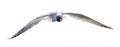 Black-head single seagull fast direct flight Royalty Free Stock Photo
