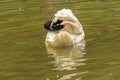 Black head swan