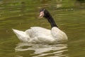 Black head swan