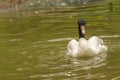 Black head swan