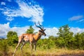 The black-headed antelope Royalty Free Stock Photo