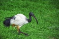 Black headed Australian Ibis