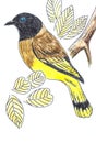 Black-headed Bulbul bird drawing