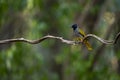 Black - headed Bulbul Royalty Free Stock Photo