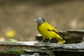 Black-headed Bulbul(Pycnonotus atriceps)