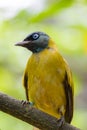 Black-headed bulbul, Pycnonotus atriceps