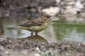 Black-headed bunting, Emberiza melanocephala Royalty Free Stock Photo