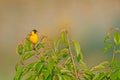 Black-headed Bunting (Emberiza melanocephala) on a fruit tree Royalty Free Stock Photo