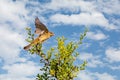 The black-headed bunting Emberiza melanocephala is a passerine bird in the bunting family Emberizidae. Royalty Free Stock Photo